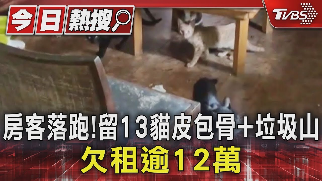 房客落跑!留13貓皮包骨+垃圾山 欠租逾12萬