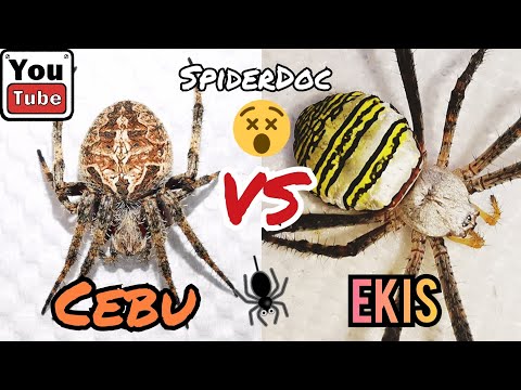 GAGAMBANG EKIS vs CEBU Spider. Ang Matalo Hapunan! Nameless Load. Spider Fight.
