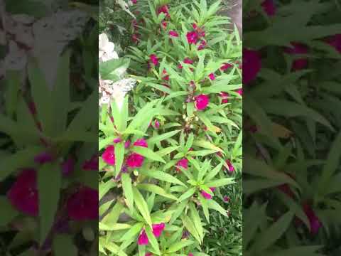 #shorts #plants #flowers