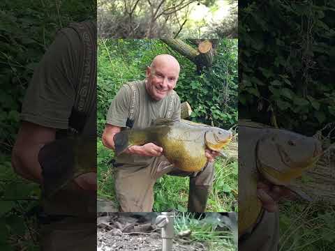 He nearly beat the British Record #Tench