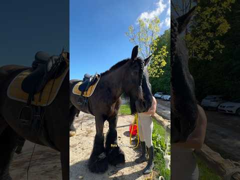 L’impression d’être perchée … 😶 #cheval #chevaldetrait #equitation #chevaux #animaux