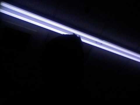 Lady Gaga V.s. Camel Rider Star Addicted