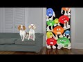 Dog vs Giant M&M Candy Prank: Funny Dogs Maymo & Potpie Get Giant Colorful Candy Surprise
