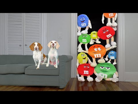 Dog vs Giant M&M Candy Prank: Funny Dogs Maymo & Potpie Get Giant Colorful Candy Surprise