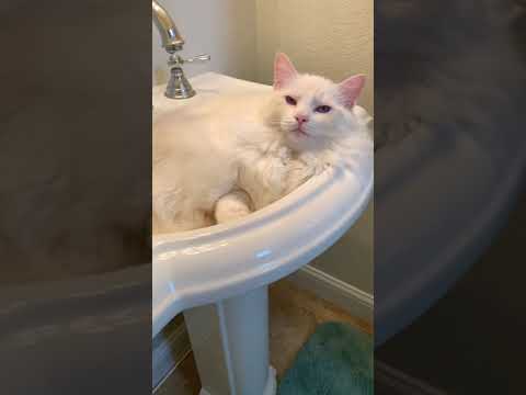 #funnycatshorts Cat Sleeping In Sink Bowl