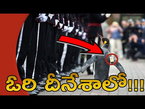 Sir Nils Olav The Penguin |  Majesty the King of Norway’s Guard Walked in Edinburgh Zoo