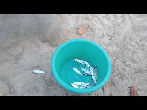 Vengurla Kepadevi Beach | early morning fishing 