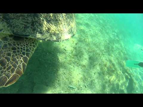 ŻÓŁW MORSKI Egipt