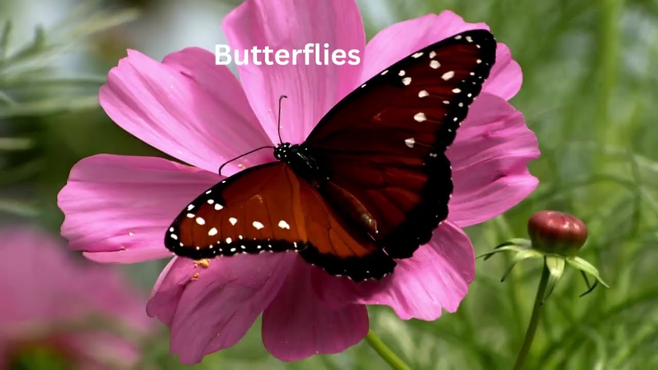 🎶 Spring Song for Kids | Witty Bunch Special 🎶