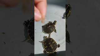 Download lagu kura-kura ku makan udang segar #shorts #funny #viral mp3