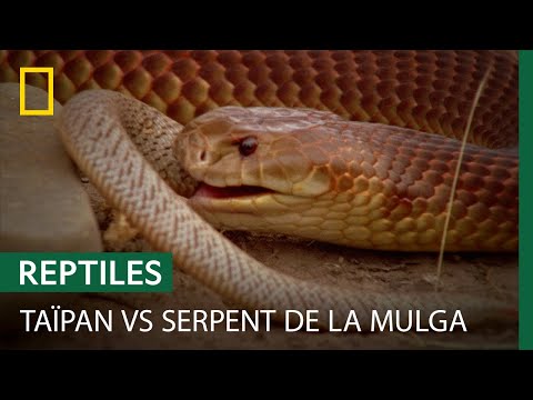 Death fight between a desert taipan and a Mulga snake