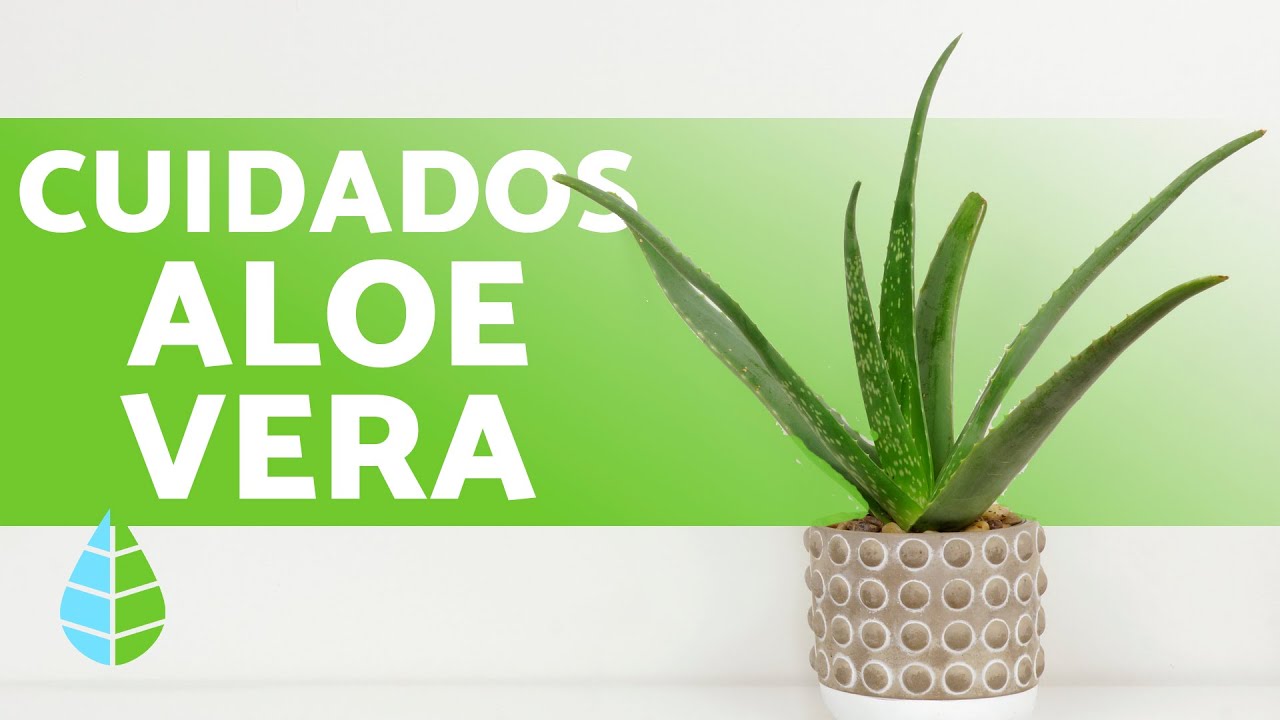 Cuidados del Aloe Vera: Una Planta Resiliente y Nutritiva
