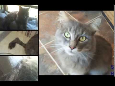 Healing Chronic Diarrhea & Rectal Prolapse in Cat with Natural Remedies in 4 days!