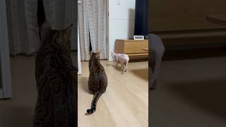 また兄猫リンクに追いかけられてたアレクサンドラ【スフィンクス】