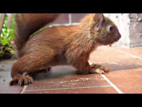 Little Baby squirrel