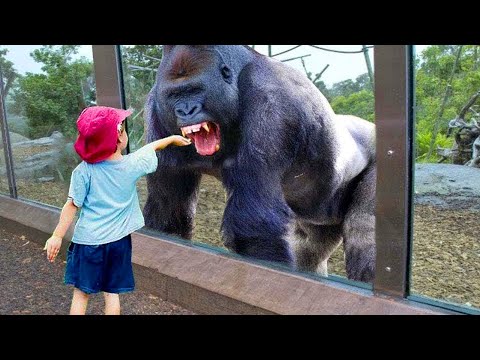 TRY NOT TO LAUGH - Funny Babies at the ZOO - Funny Baby Video Compilation 2020