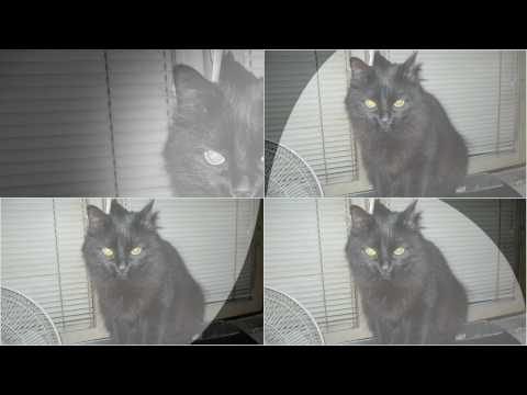 Pussy Cat Song + Lyrics