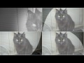 Pussy Cat Song Lyrics