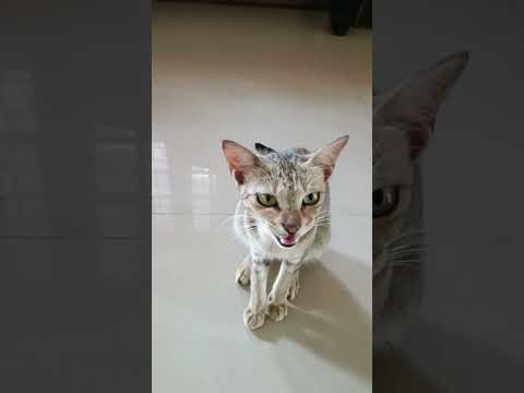 susheela lovely cat