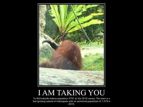 orangutan kidnaps gibbon.
