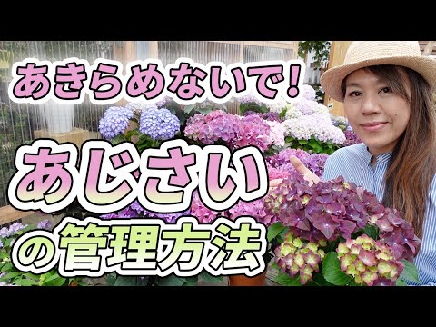 白いパニクラータアジサイを上手に管理して、屋外スペースに完璧な雰囲気を与える方法  庭園