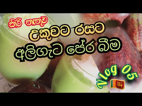 How to make avocado Juice | Kavisha Vlog