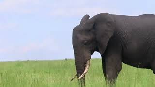 WILD Elephants Take Over the Wilderness!