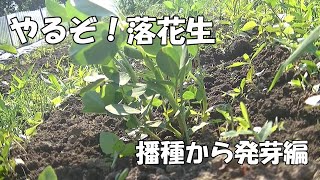 やるぞ！落花生　播種から発芽編