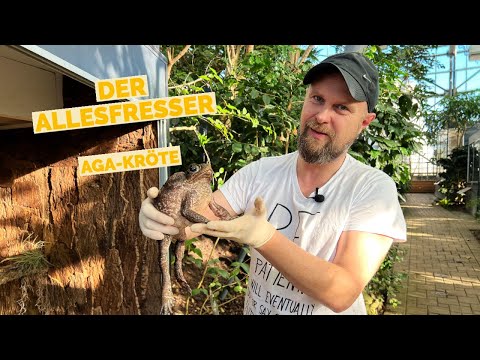 THE WORLD'S MOST POISONOUS TOAD | How the cane toad is causing problems in Australia | Ralf's Wil...