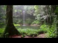 Sonido de Lluvia y los Animales del Bosque - HD Lluvia - Relajarse, Dormir