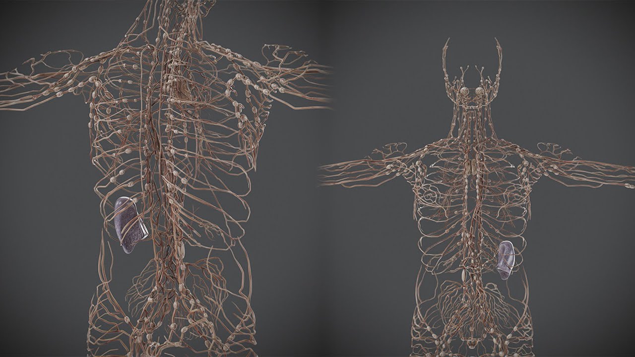 Menschliche m&auml;nnliche Lymphanatomie 3D Modell