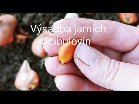 , title : 'Jak na výsadbu jarních cibulovin'