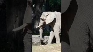 Buenos Aires’ last African elephant trains for her journey to Brazil