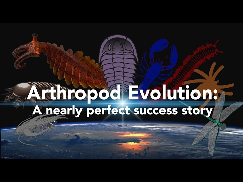Arthropod Evolution: A nearly perfect success story