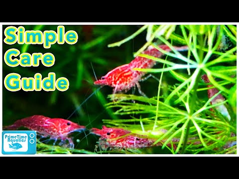 Cherry Shrimp Care and Breeding: Neocaridina Species Profile