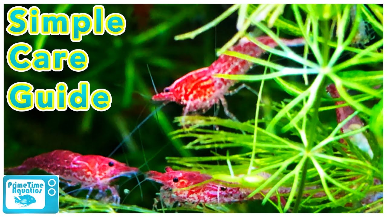 <h1 class=title>Cherry Shrimp Care and Breeding: Neocaridina Species Profile</h1>