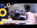 'Duizenden koala's dood door bosbranden in Australië'