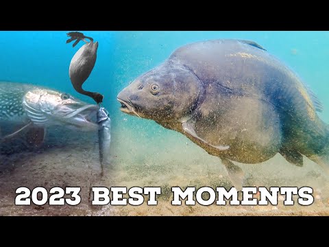 Best Underwater Fishing Compilation (4K Quality)