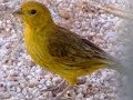 Ringtone - canary - canário - canario 