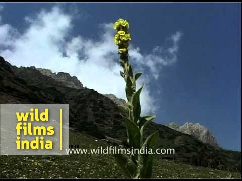 Flowers Amarnath Yatra MDV 335 L62 28