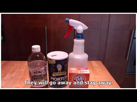 Vinegar Kills Fleas - How To Use This Natural Flea Killer