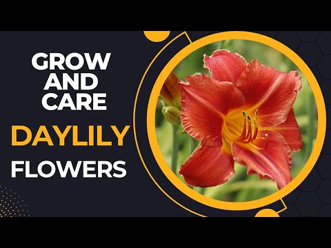 , title : 'How to Plant, Grow, and Care for Daylily Flowers | The Art of Planting and Nurturing Daylilies'