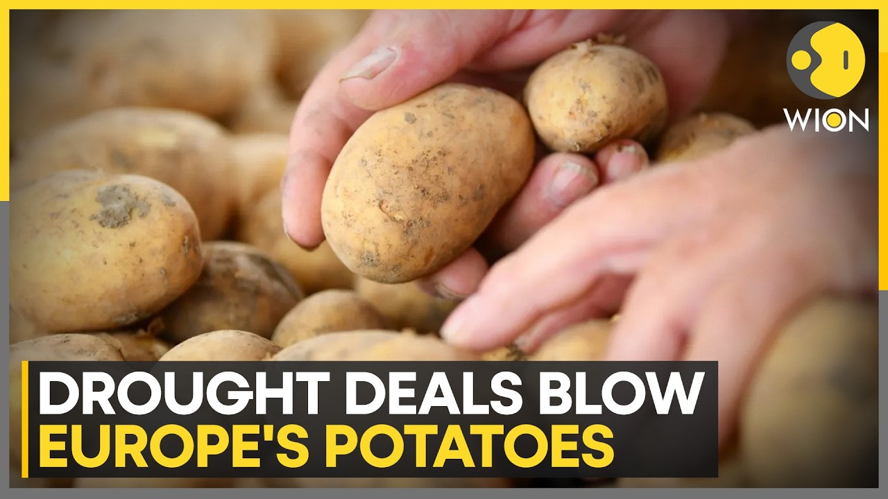 Europe Drought: Belgian Fontane Yields are 30% Below Last Year | WION