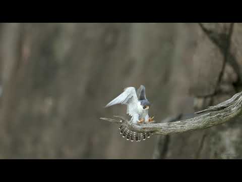 Peregrine Falcon landing in slow motion - New Jersey