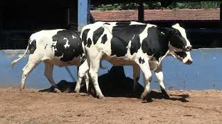 Vídeo 226 - 1ª ETAPA MEGA LIQUIDAÇÃO TOTAL AGROPECUÁRIA MARAJOARA - DIA 4 | GADO GIROLANDO E HOLANDÊS