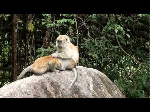 Funny animal videos - Horny Monkeys