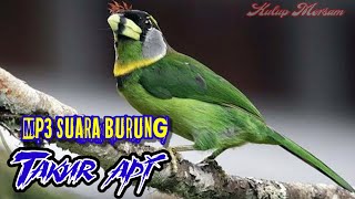 Download lagu MP3 SUARA BURUNG TAKUR API | MASTER KICAU mp3