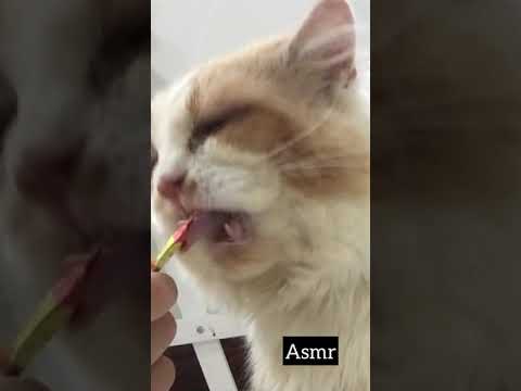 Me-o Creamy Treats Mukbang by Huffle (Asmr dipertengahan video)