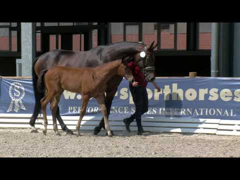 Hoffrogge, Vitalis-Fürst Romancier-Rohdiamant