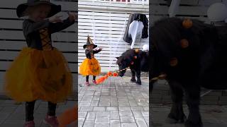 Little witch and her pony😍 #shortsvideo #halloween #horse #equestrian